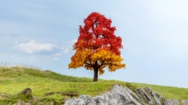 Noch 20114 - herbstliche Eiche, 20 cm